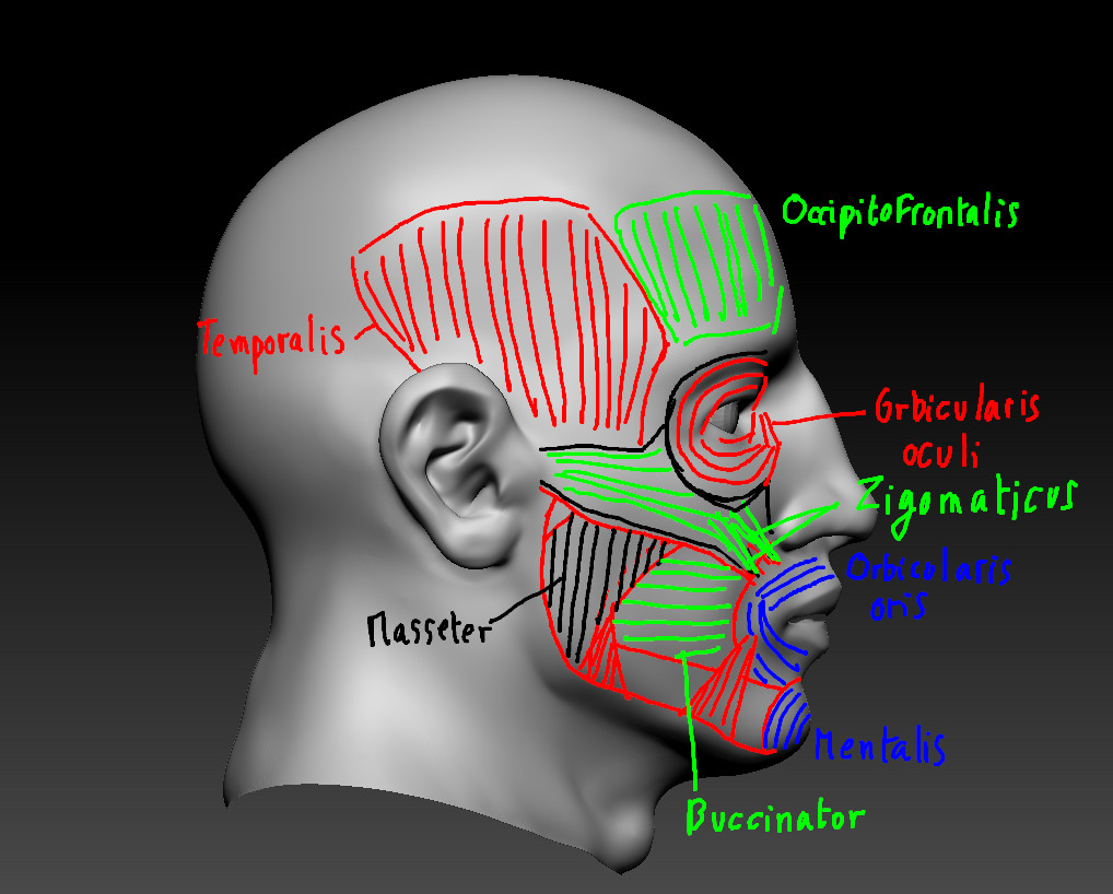 Face muscles